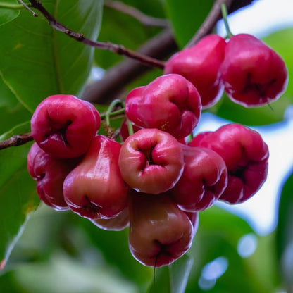 Thai Water Apple | Chambakka | Pani Seb | تفاحة الماء - Greensouq -