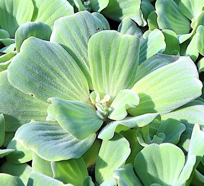 Water lettuce "Pistia stratiotes" - Greensouq - 