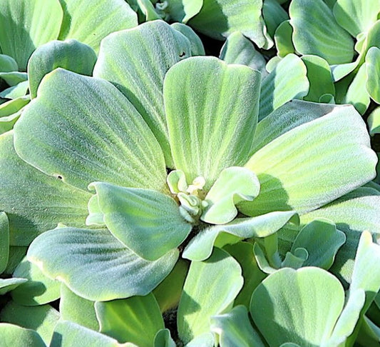 Water lettuce "Pistia stratiotes" - Greensouq - 