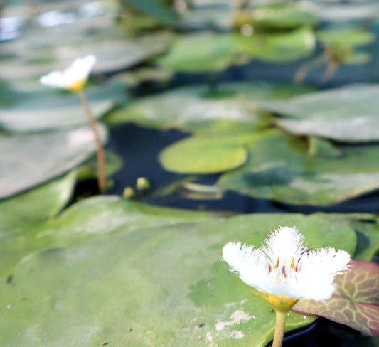 Wanvisa Water Lily Hardy Nymphaea - Greensouq -