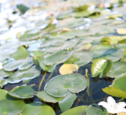 Water Lily Hardy Nymphaea "Wanvisa" - Greensouq - 