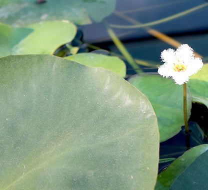 Wanvisa Water Lily Hardy Nymphaea - Greensouq -