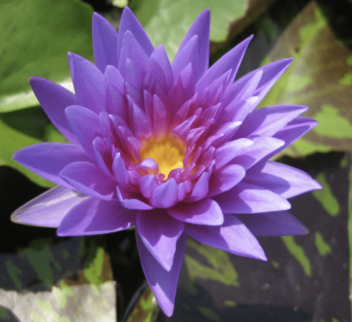 Water Lily Nymphaea "King of Siam" - Greensouq - 