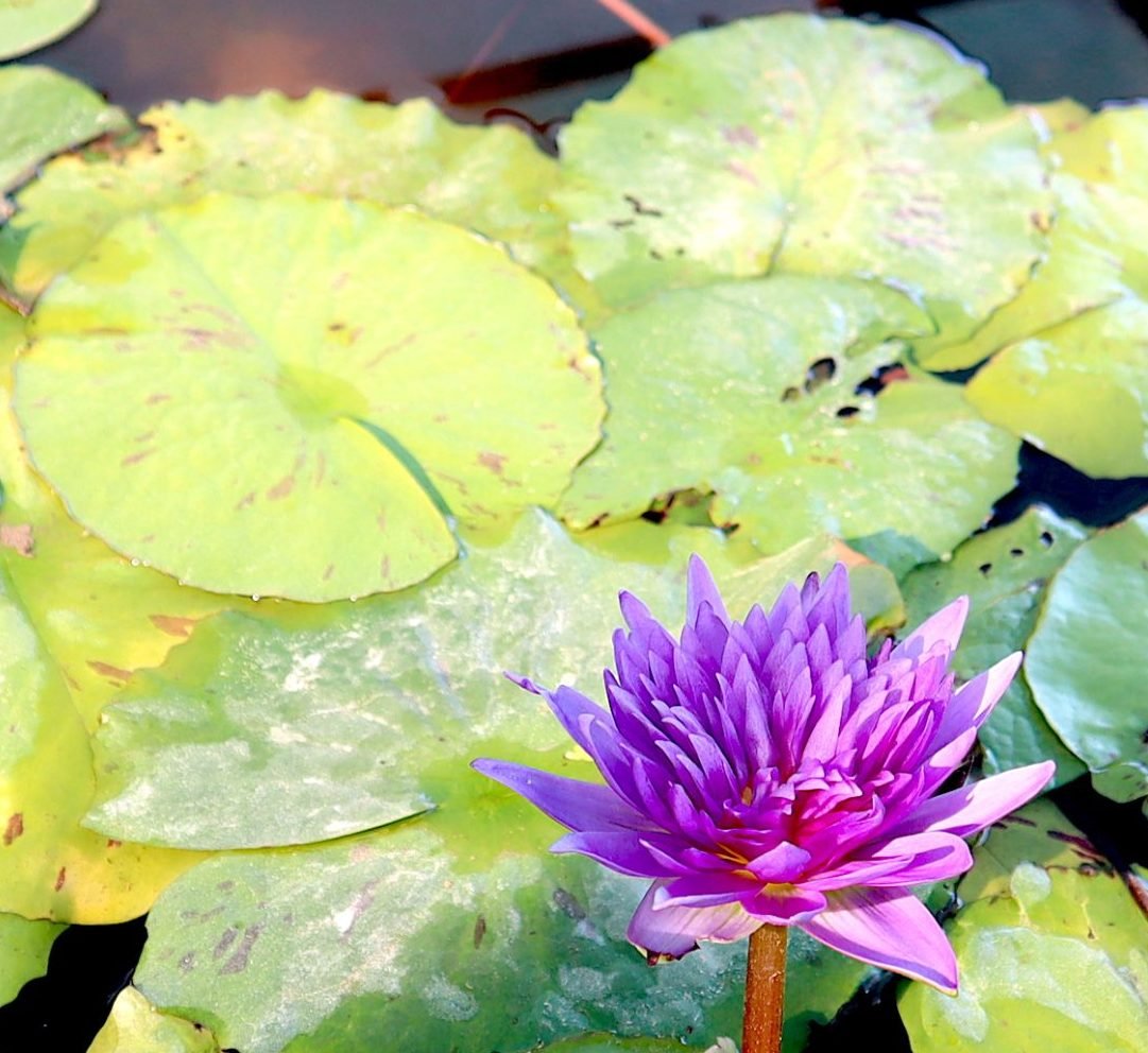 Water Lily Nymphaea "King of Siam" - Greensouq - 