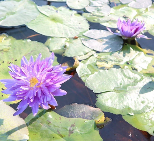 Water Lily Nymphaea "King of Siam" - Greensouq - 