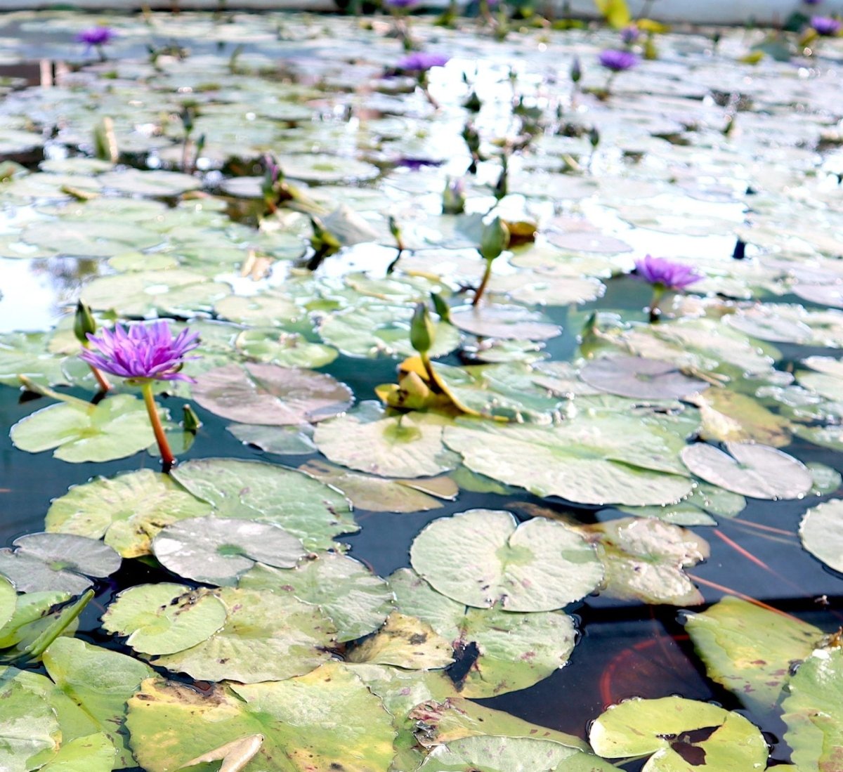 Water Lily Nymphaea "King of Siam" - Greensouq - 