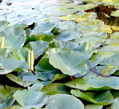 Yellow Water Lily Water Lily Nymphaea mexicana "Yellow" - Greensouq -