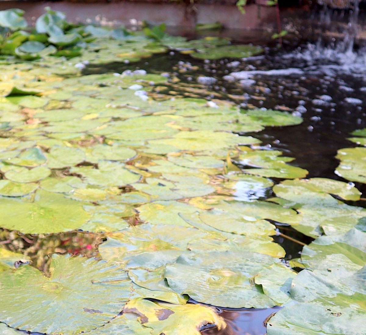 Yellow Water Lily Water Lily Nymphaea mexicana "Yellow" - Greensouq -
