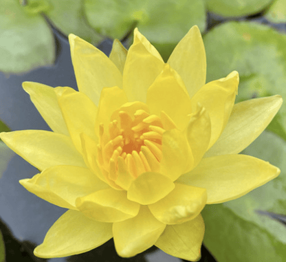 Yellow Water Lily Water Lily Nymphaea mexicana "Yellow" - Greensouq -