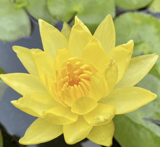 Yellow Water Lily Water Lily Nymphaea mexicana "Yellow" - Greensouq -