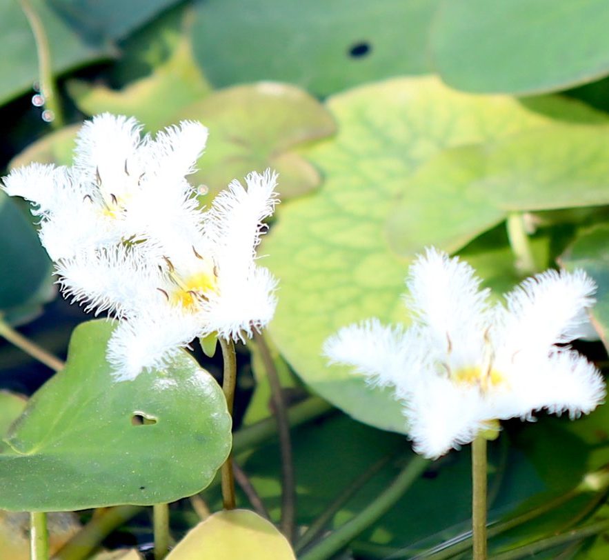 Snowflake Water Lily Water Snowflake "Nymphoides indica" - Greensouq -