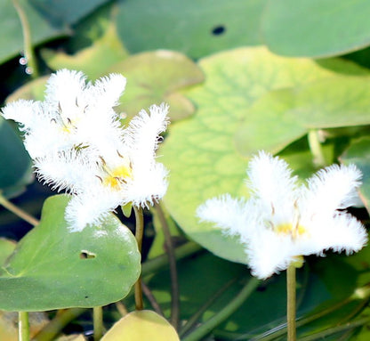 Snowflake Water Lily Water Snowflake "Nymphoides indica" - Greensouq -