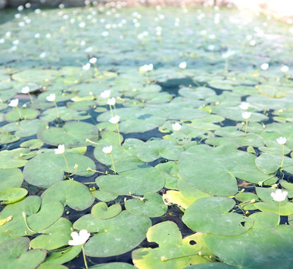 Snowflake Water Lily Water Snowflake "Nymphoides indica" - Greensouq -