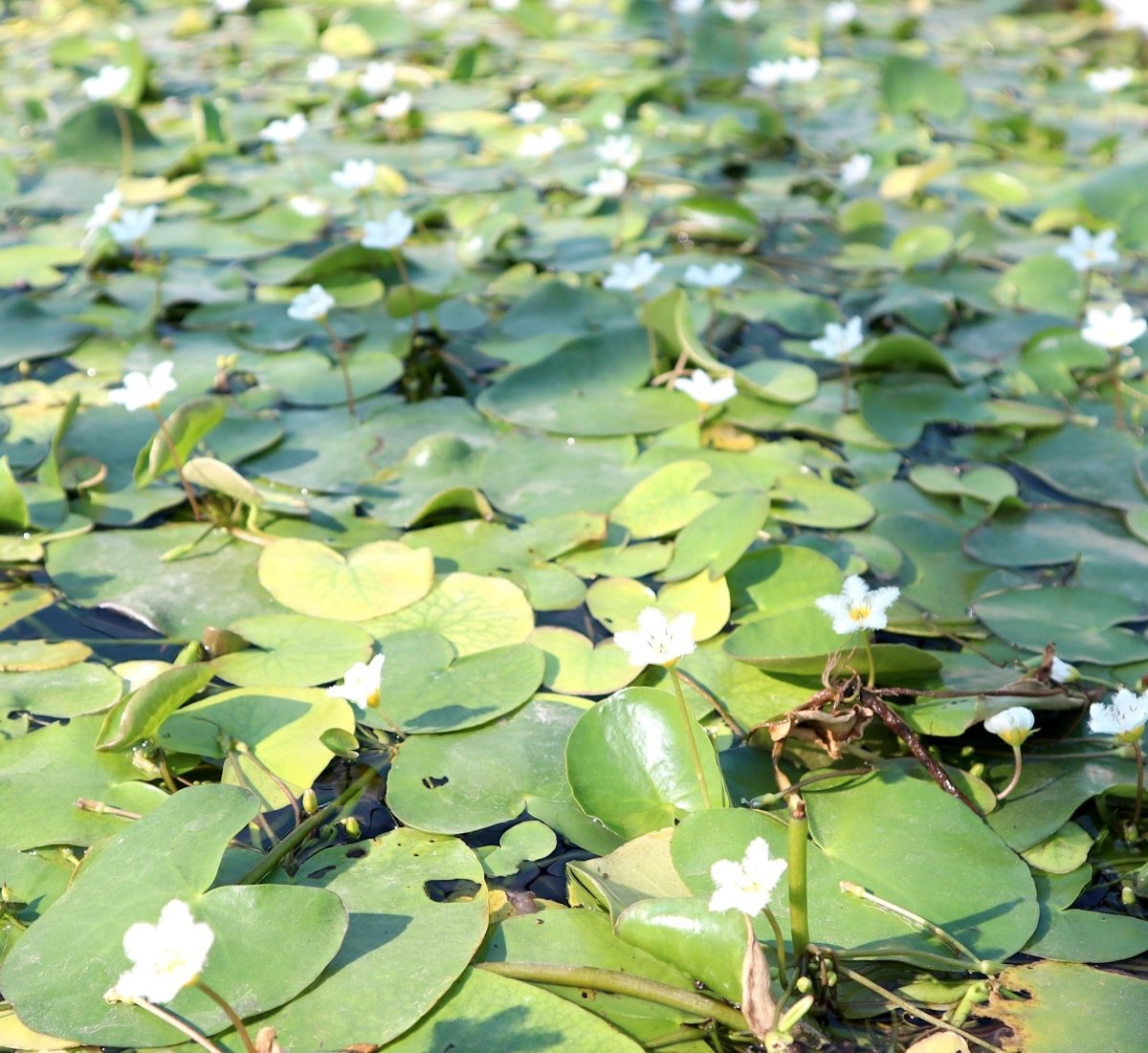 Snowflake Water Lily Water Snowflake "Nymphoides indica" - Greensouq -