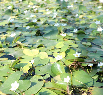 Snowflake Water Lily Water Snowflake "Nymphoides indica" - Greensouq -