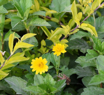Wedelia Trilobata (Creeping Daisy or Rabbit's Paw)