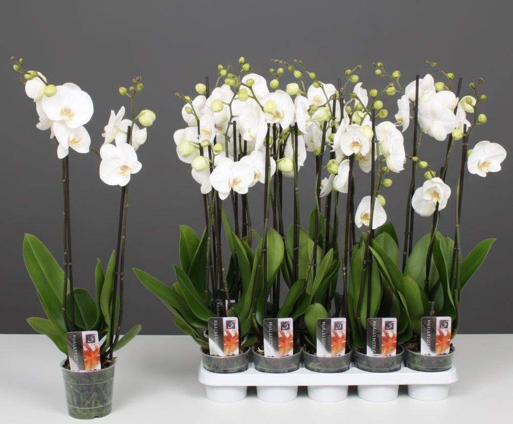 White Orchids 50 - 70cm - Greensouq - 