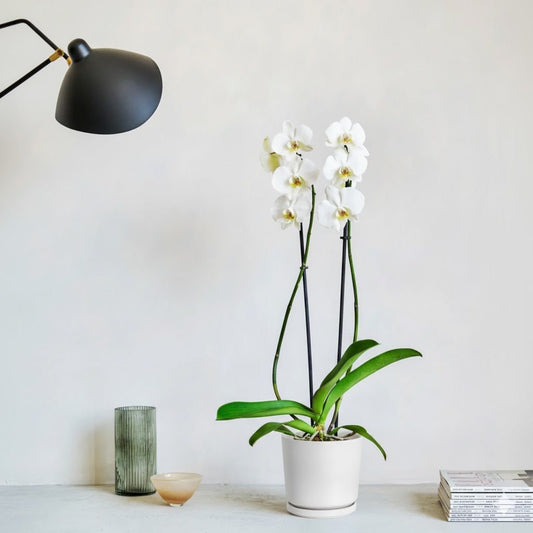 White Orchids 50 - 70cm - Greensouq - 
