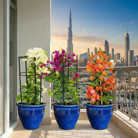 White Pink Orange 3 Bougainvillea 80 - 100cm in Rolled rim Pot - Greensouq - 