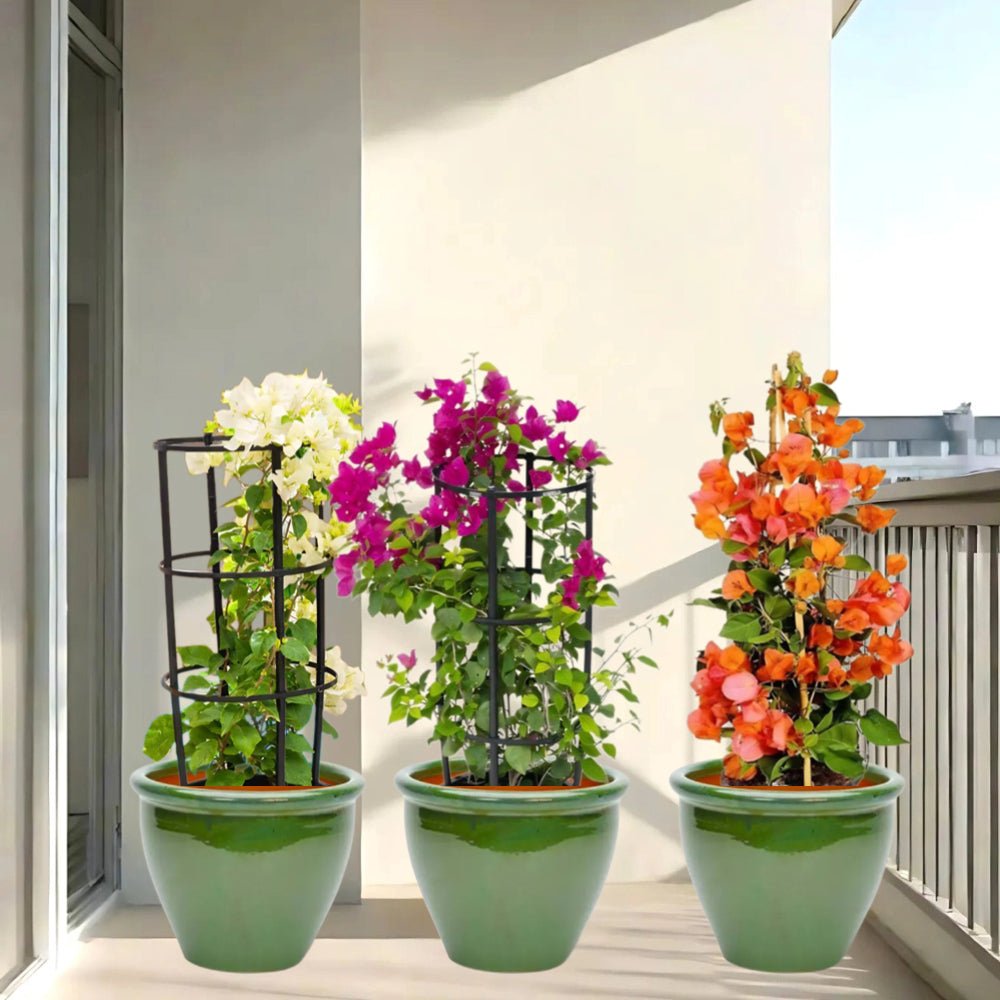 Bougainvillea Trio / White Pink Orange 3 Bougainvillea 80 - 100cm in Rolled rim Pot - Greensouq -