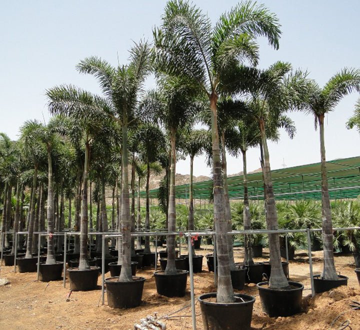 Wodyetia Bifurcata "Foxtail Palm" ثعلب النخيل - Greensouq - 