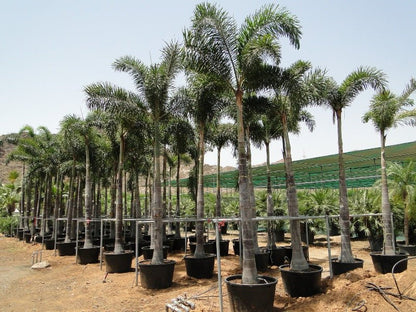 Wodyetia Bifurcata "Foxtail Palm" ثعلب النخيل - Greensouq - 