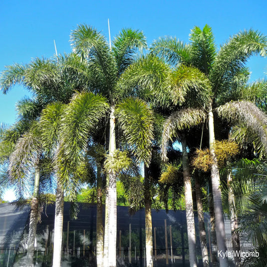 Wodyetia Bifurcata "Foxtail Palm" ثعلب النخيل - Greensouq - 