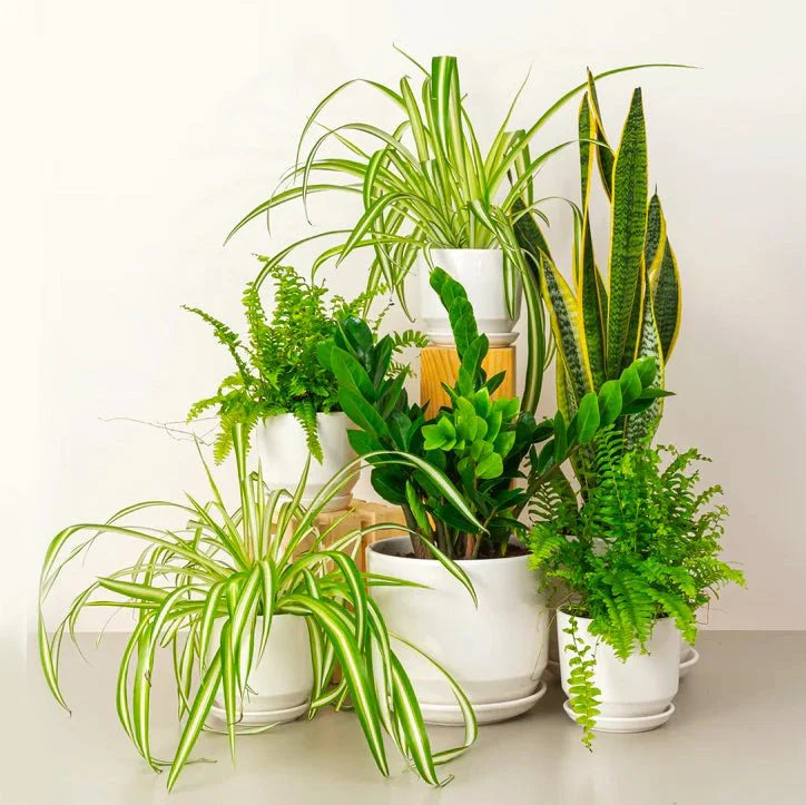 Indoor Plant Bundle / Workspace Plant Bundle - Greensouq -