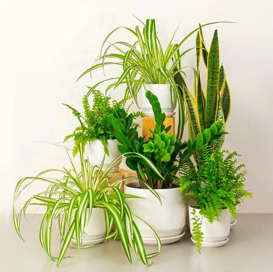 Indoor Plant Bundle / Workspace Plant Bundle - Greensouq -