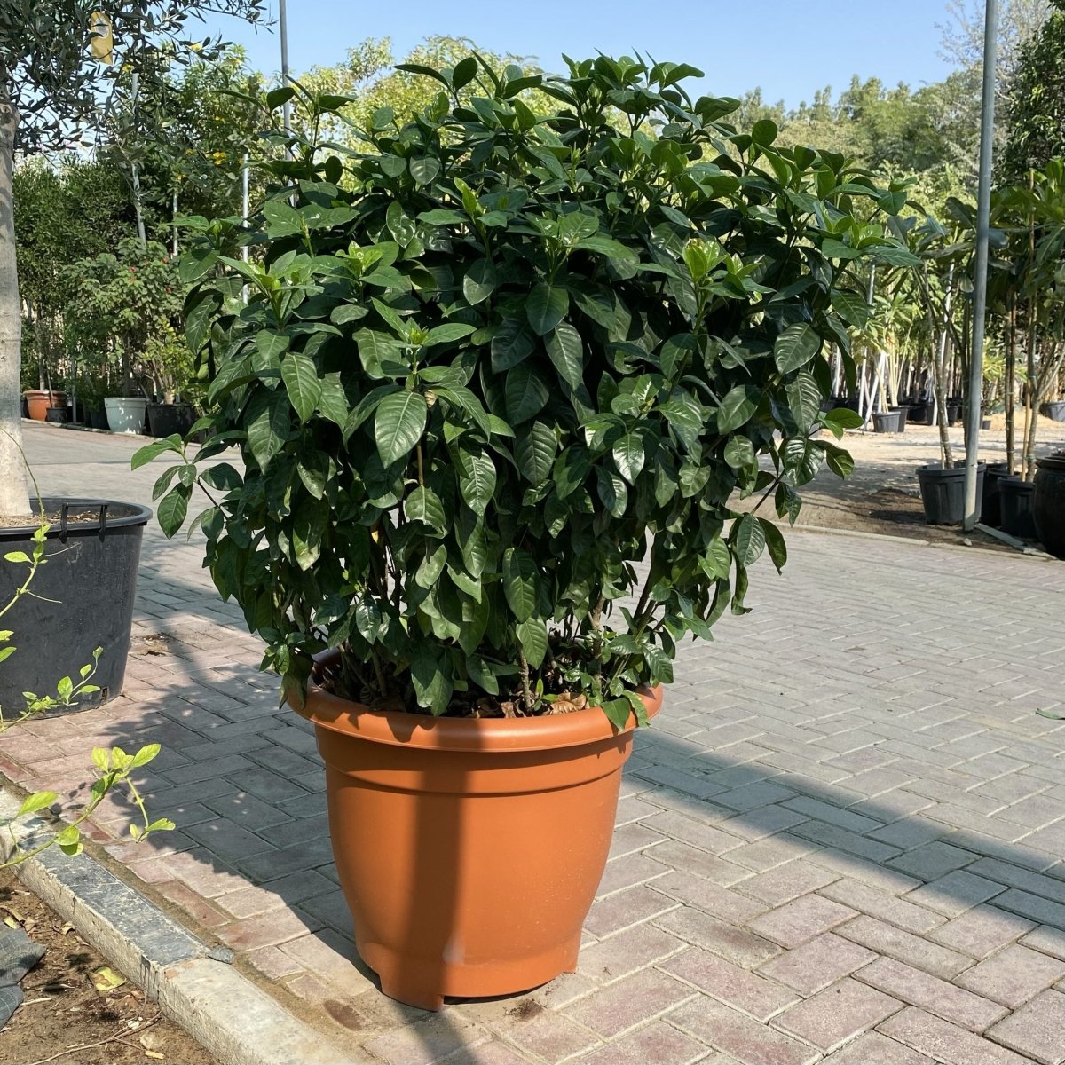 XL Gardenia Jasminoides "Cape Jasmine" ياسمين (Outdoor) in Terracotta Pot 80 - 100cm - Greensouq - 