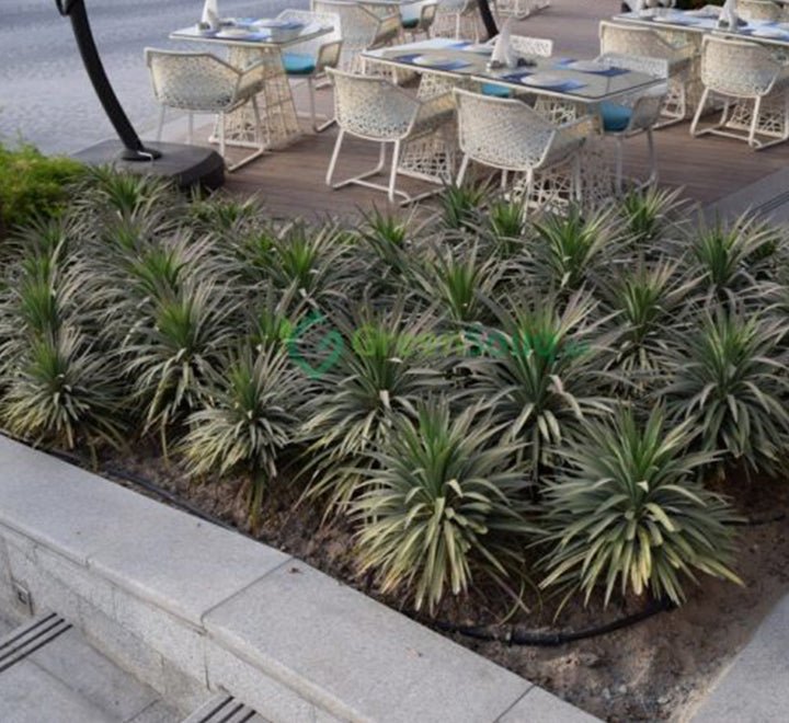 Yucca Desmetiana Or Blue Boy 40 - 60cm - Greensouq - 