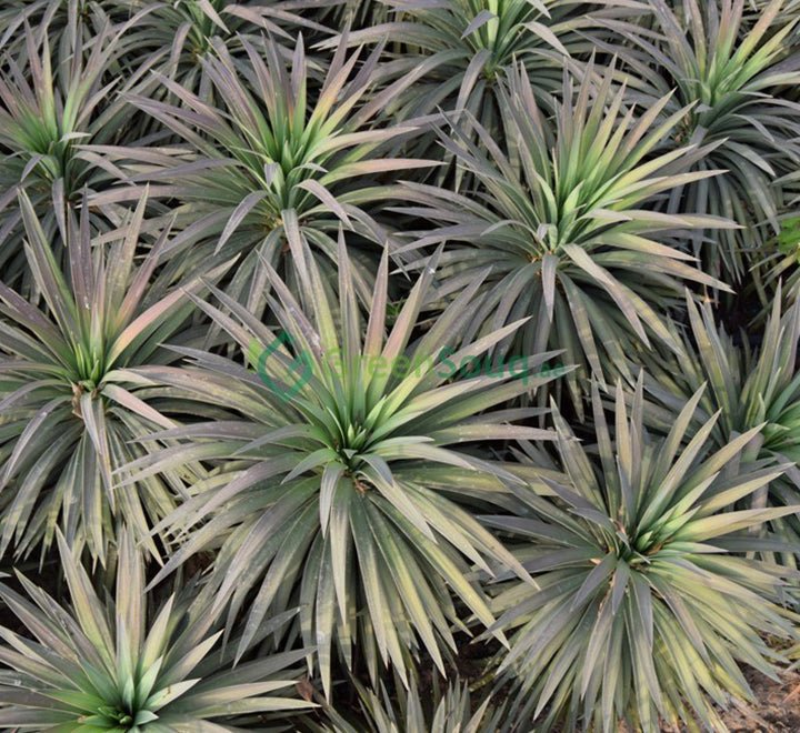 Yucca Desmetiana Or Blue Boy 40 - 60cm - Greensouq - 