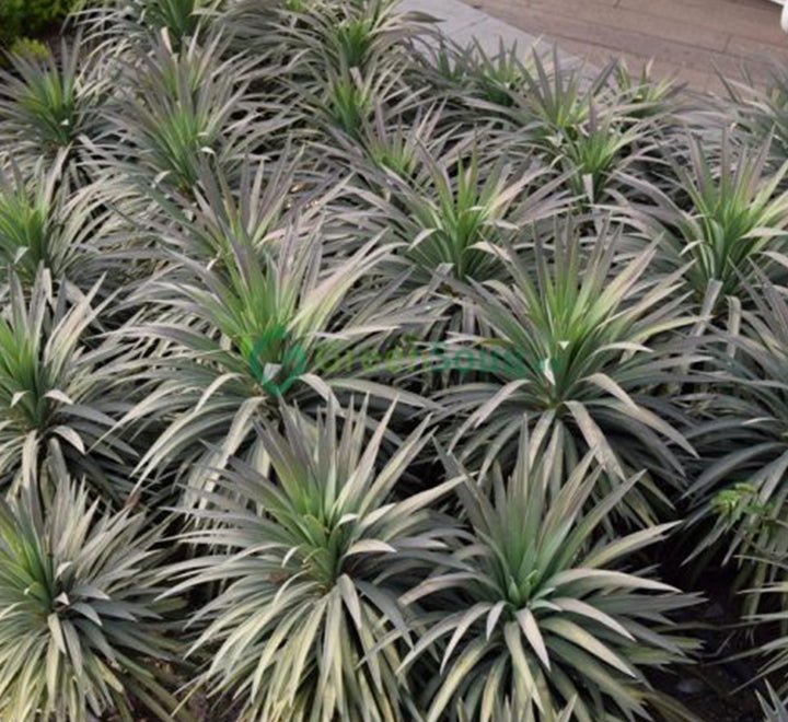 Yucca Desmetiana Or Blue Boy 40 - 60cm - Greensouq - 