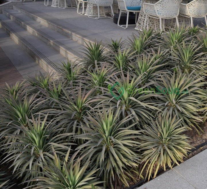Yucca Desmetiana Or Blue Boy 40 - 60cm - Greensouq - 