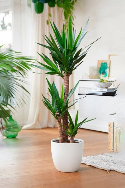 Yucca Elephantipes "Spineless Yucca, Giant Yucca" 80 to 100 cm - Greensouq - 