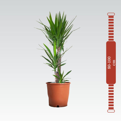Yucca Elephantipes "Spineless Yucca, Giant Yucca" 80 to 100 cm - Greensouq - 