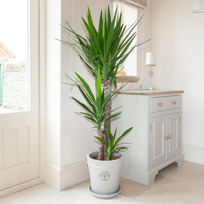 Yucca Elephantipes "Spineless Yucca, Giant Yucca" 80 to 100 cm - Greensouq - 