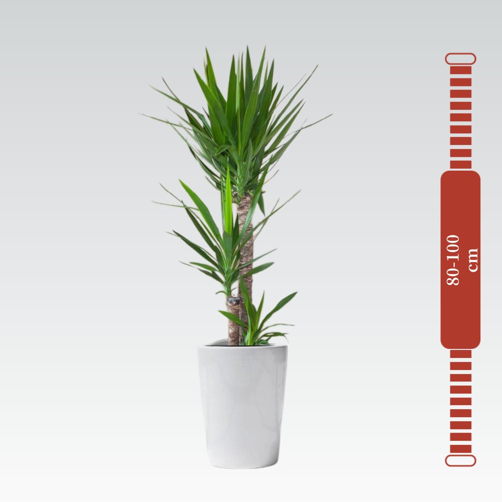 Yucca Elephantipes "Spineless Yucca, Giant Yucca" 80 to 100 cm - Greensouq - 