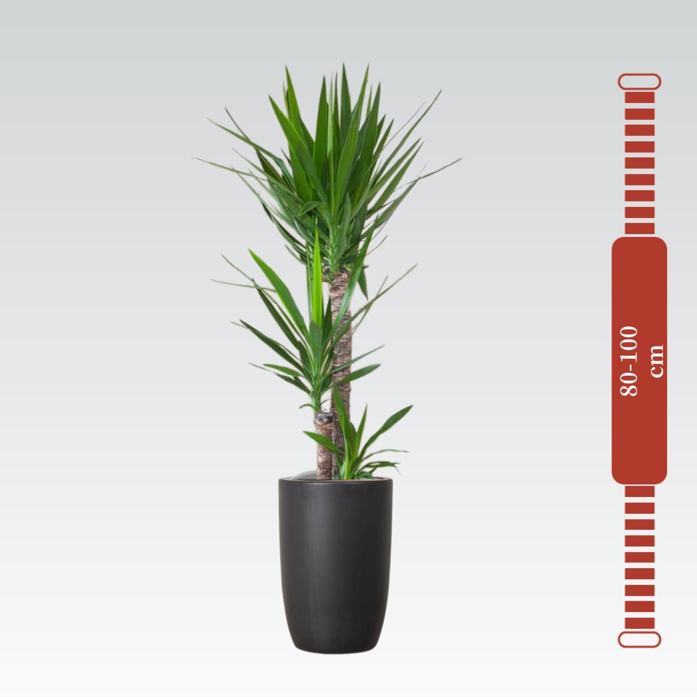 Yucca Elephantipes "Spineless Yucca, Giant Yucca" 80 to 100 cm - Greensouq - 
