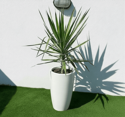 Yucca elephantipes variegata or Variegated Spineless Yucca 70 - 90cm - Greensouq - 