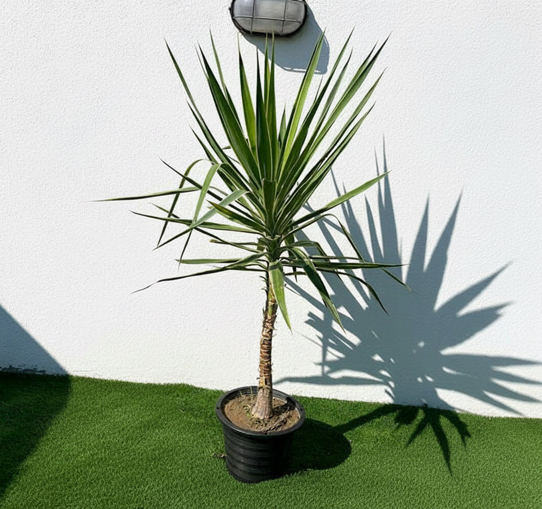 Yucca elephantipes variegata or Variegated Yucca - Greensouq -