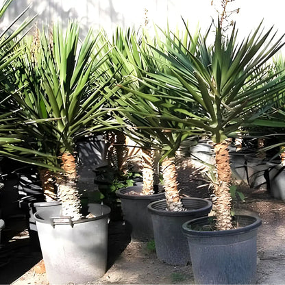 Yucca Filifera "Yucca Aloifolia" - Greensouq - 