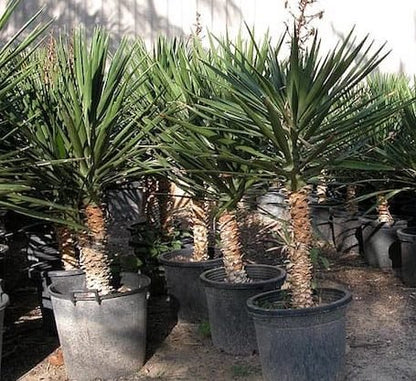 Yucca Filifera "Yucca Aloifolia" - Greensouq - 