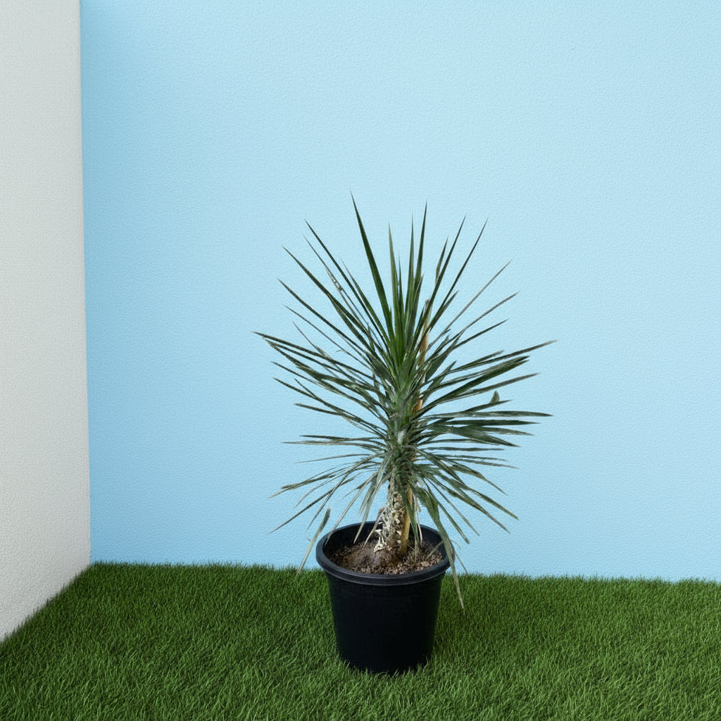 Yucca Filifera "Yucca Aloifolia" - Greensouq - 