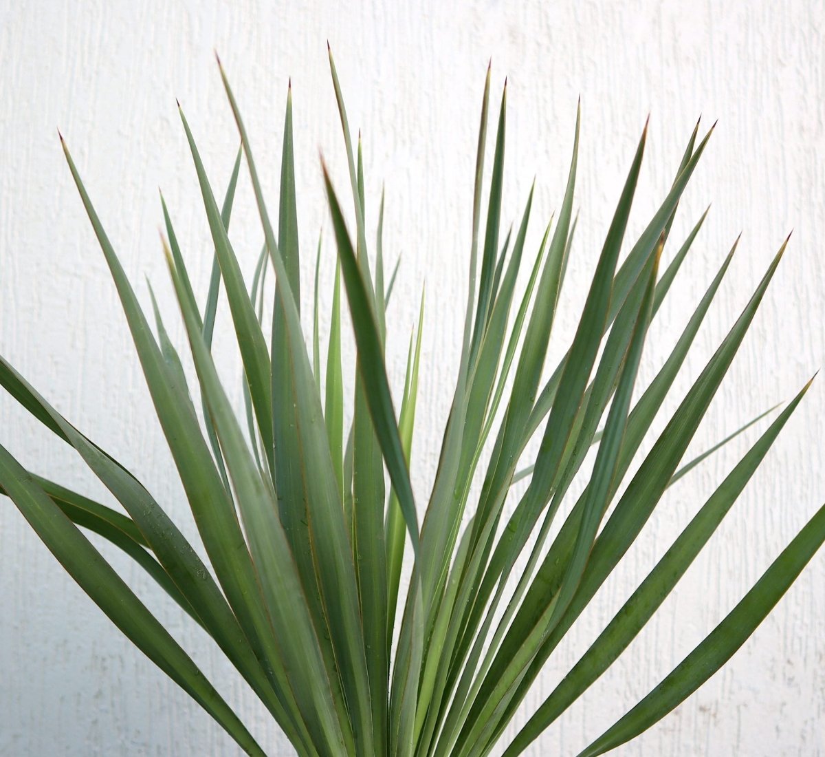 Spanish Dagger Yucca Gloriosa "Spanish - dagger" 0.3 - 0.4m - Greensouq -