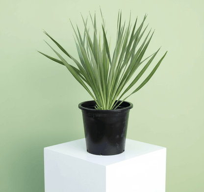 Spanish Dagger Yucca Gloriosa "Spanish - dagger" 0.3 - 0.4m - Greensouq -