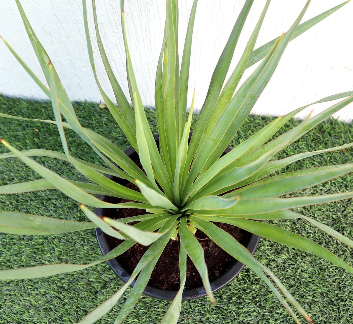 Spanish Dagger Yucca Gloriosa "Spanish - dagger" 0.3 - 0.4m - Greensouq -