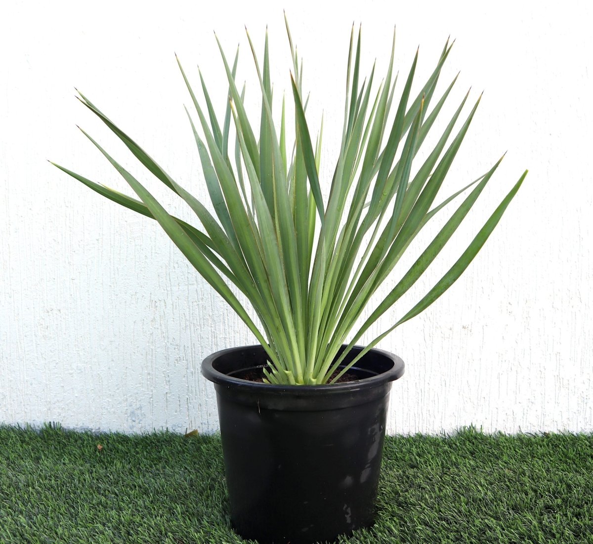 Spanish Dagger Yucca Gloriosa "Spanish - dagger" 0.3 - 0.4m - Greensouq -