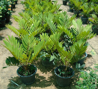 Zamia Furfuracea or Cardboard Palm 0.5 - 0.7m overall - Greensouq - 