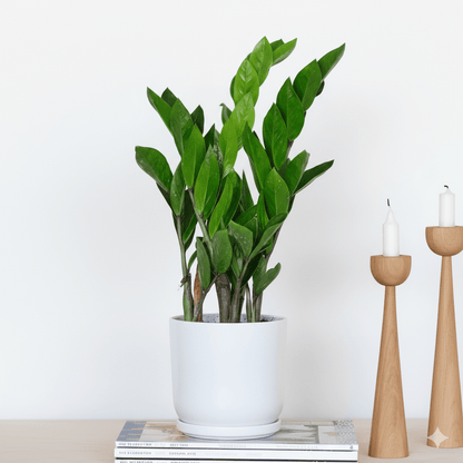 Zamioculcas Zamiifolia, Zanzibar Gem or ZZ Plant - Greensouq - 